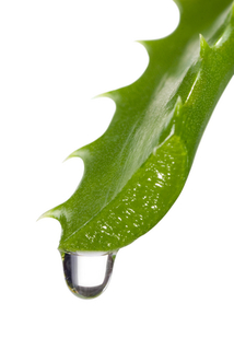 aloe.jpg