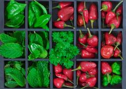 shutterstock_5570047